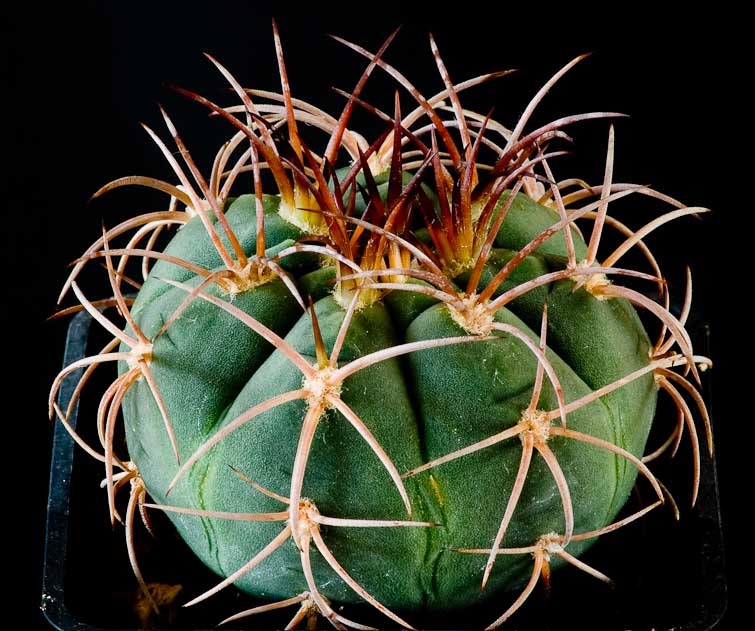 Gymnocalycium acorrugatum